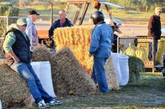 livestock market_4